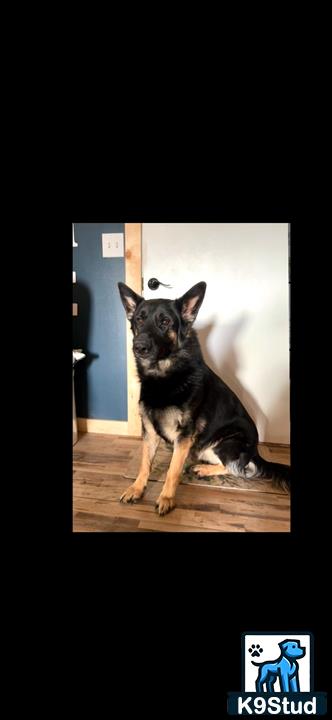 a german shepherd dog sitting on the floor