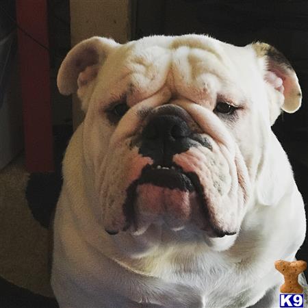 a bulldog dog with its mouth open