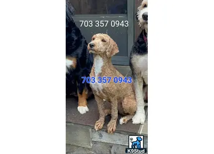 a poodle dog standing on a window ledge