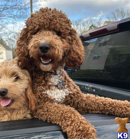 a couple of poodle dogs in a car