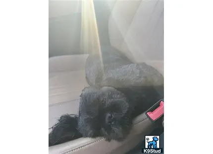 a shih tzu dog lying on a couch