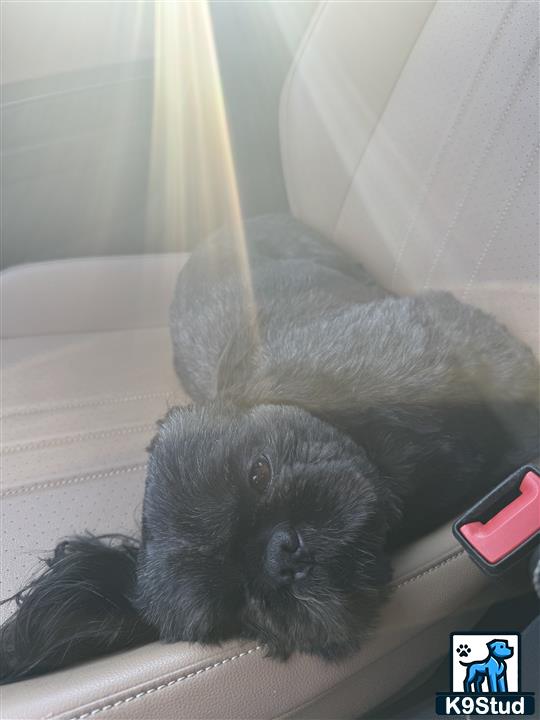 a shih tzu dog lying on a couch