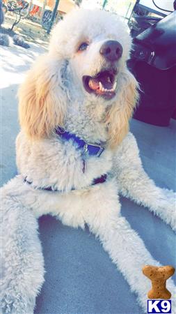 a poodle dog sitting on a couch