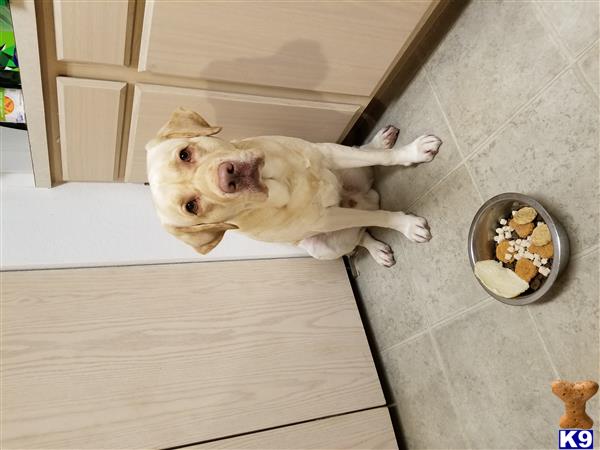 a labrador retriever dog lying on the floor