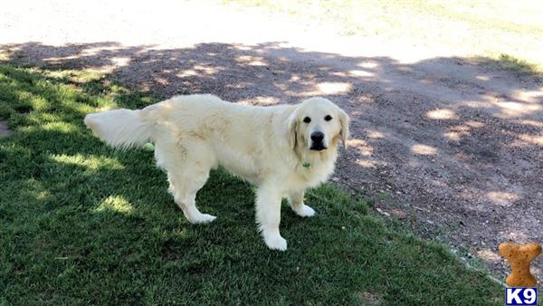 a white golden retriever dog on grass