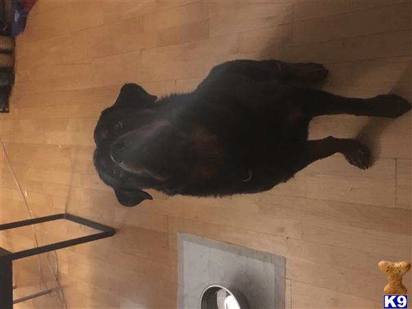 a black rottweiler dog lying on the floor