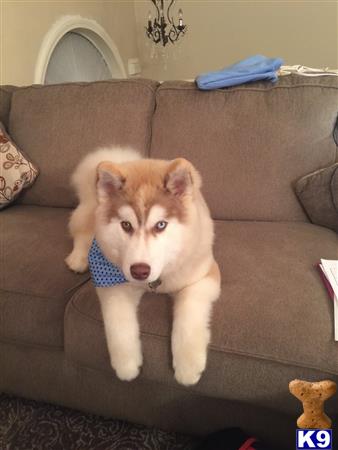 a siberian husky dog wearing a bow tie