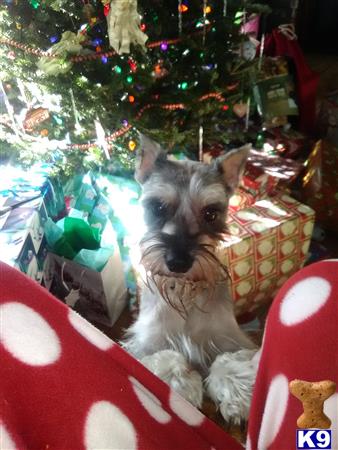 a miniature schnauzer dog sitting in a christmas tree