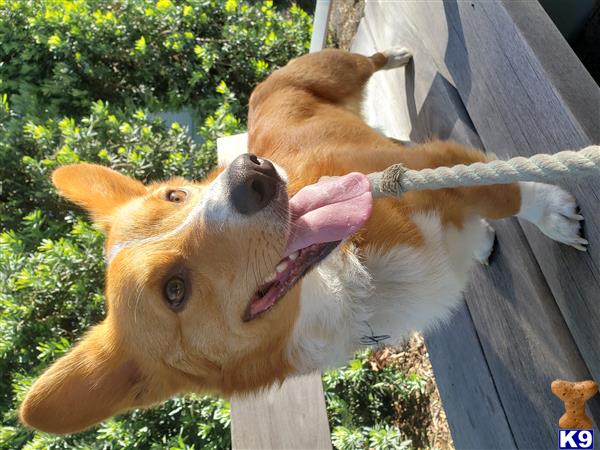 a pembroke welsh corgi dog with its tongue out