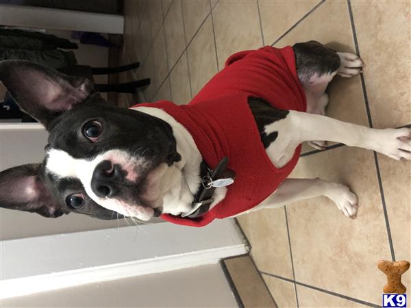 a boston terrier dog wearing a red shirt