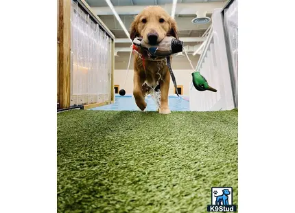 a golden retriever dog holding a toy in its mouth