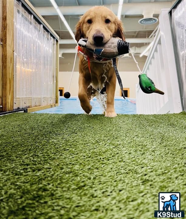 a golden retriever dog holding a toy in its mouth