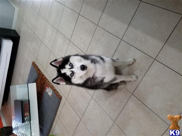 a siberian husky dog lying on the floor