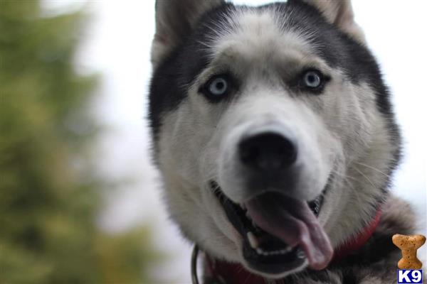 a siberian husky dog with its mouth open