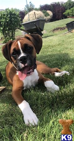 a boxer dog lying in the grass