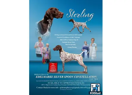 a german shorthaired pointer dog and a group of children