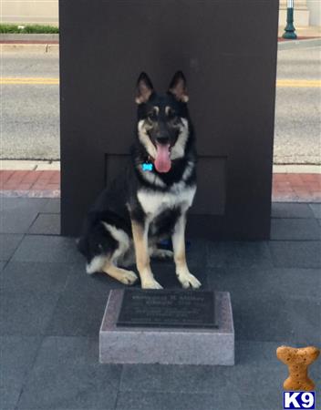 a german shepherd dog sitting on a stone slab