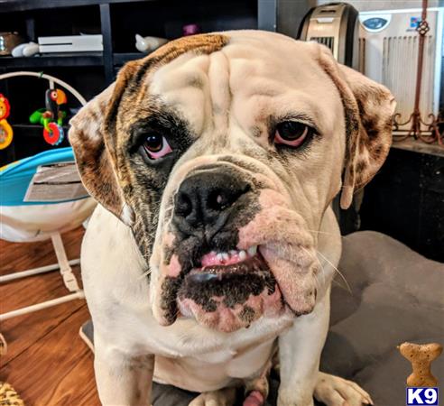 a old english bulldog dog with its mouth open