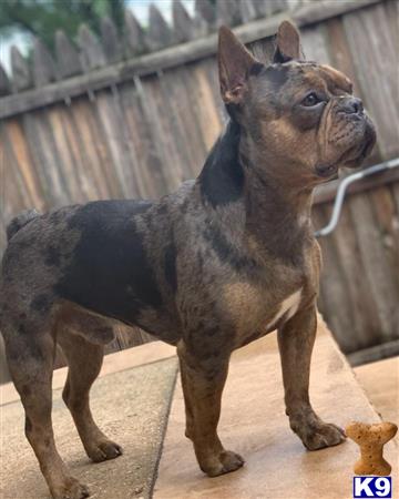 a french bulldog dog wearing a vest