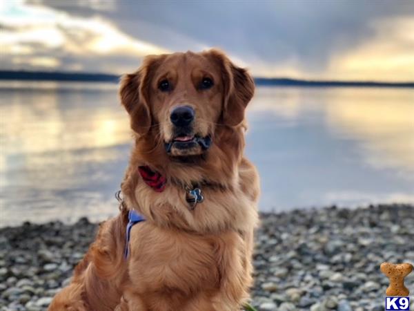 a golden retriever dog sitting on a beach