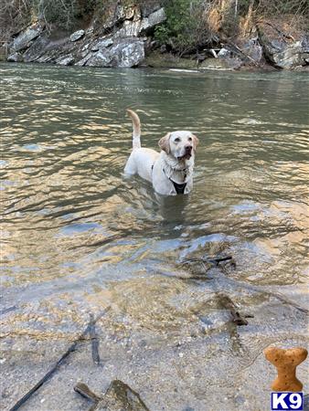 a labrador retriever dog in a body of water