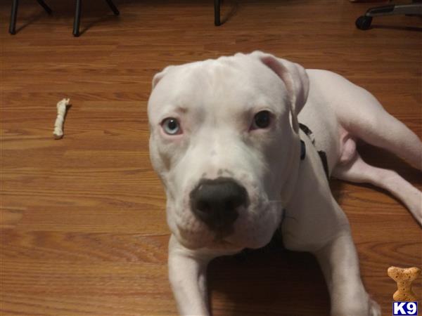 a american pit bull dog lying on the floor