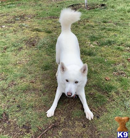 a white siberian husky dog standing on grass