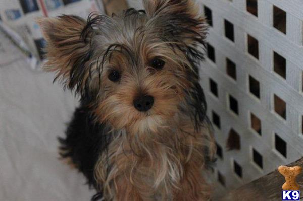 a yorkshire terrier dog with a white and brown fur