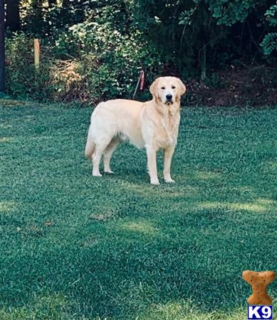 a golden retriever dog standing in a grassy area