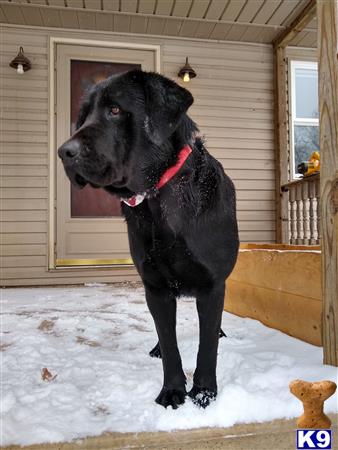 a black labrador retriever dog standing in the snow