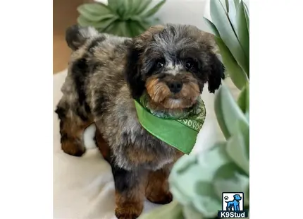 a poodle dog holding a stuffed animal