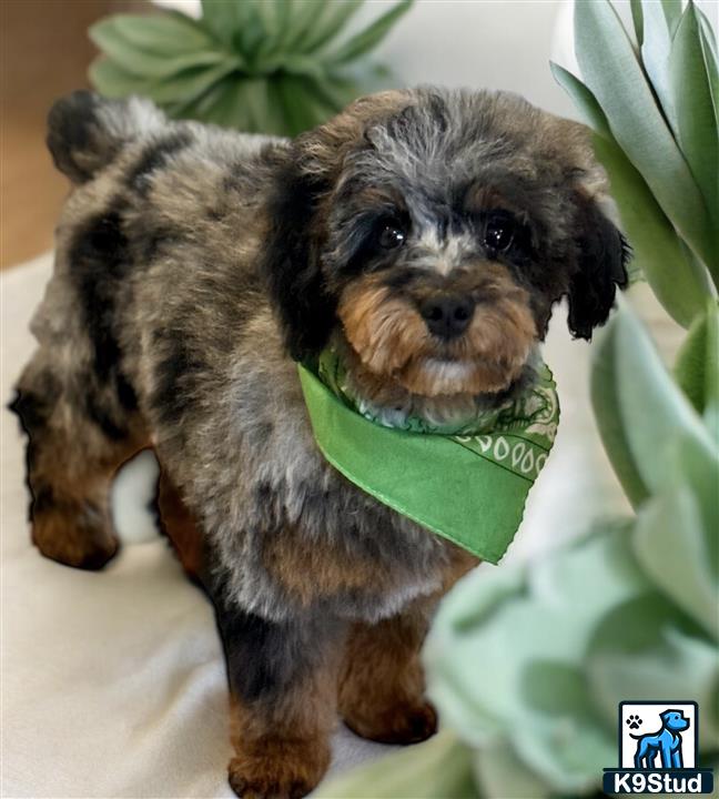 a poodle dog holding a stuffed animal