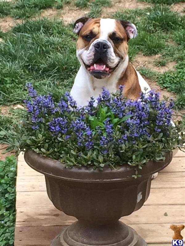 Old English Bulldog stud dog