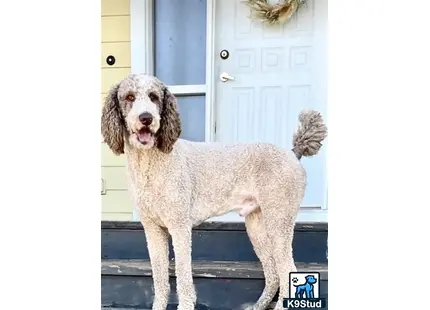 a goldendoodles dog standing on a porch