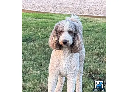 a goldendoodles dog standing in a grassy area