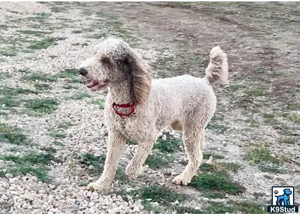 a goldendoodles dog standing on a rocky surface