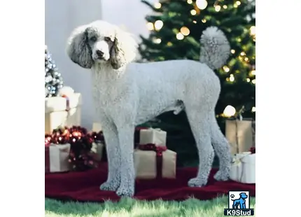 a poodle dog standing on a couch