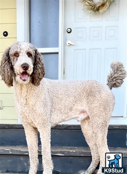 a goldendoodles dog standing on a porch