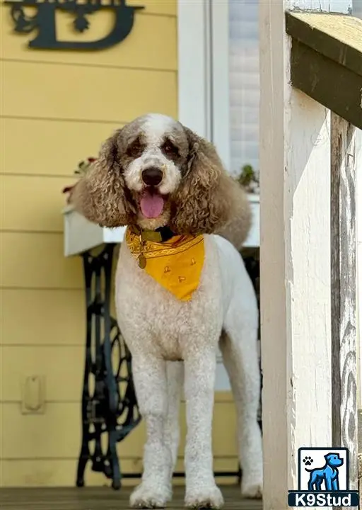 a goldendoodles dog wearing a bow tie