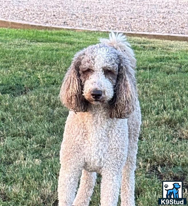 a goldendoodles dog standing in a grassy area