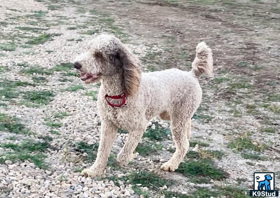 a goldendoodles dog standing on a rocky surface