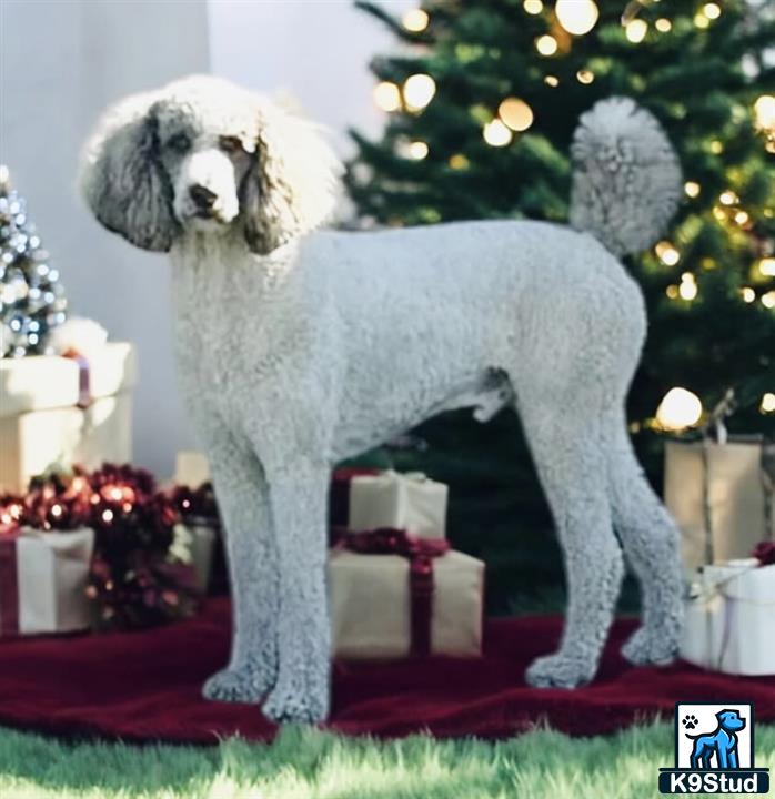 a poodle dog standing on a couch