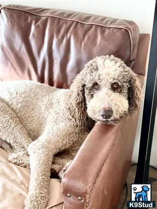 a poodle dog lying on a couch