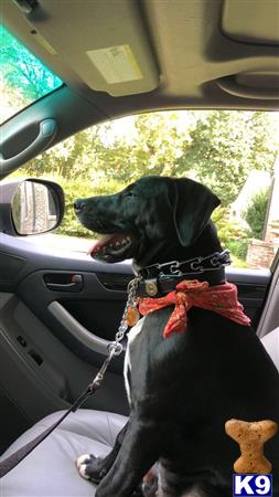 a american bully dog in a car