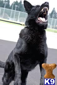 a german shepherd dog with its mouth open