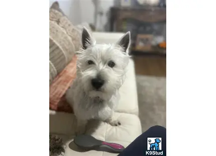 a west highland white terrier dog sitting on a chair