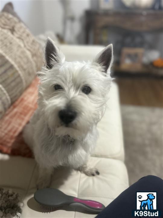 a west highland white terrier dog sitting on a chair