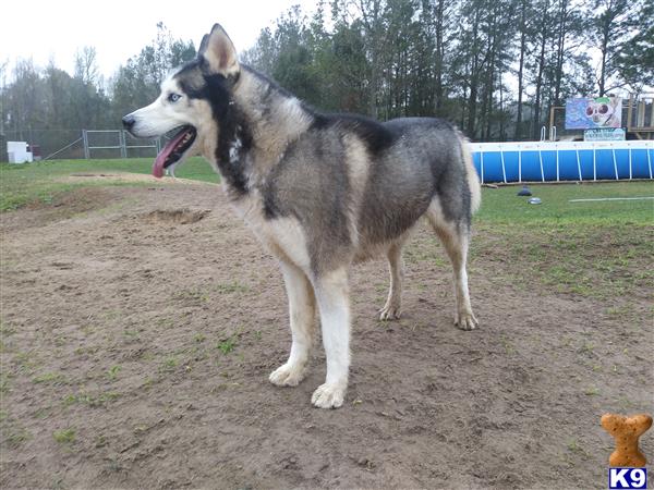 a siberian husky dog standing on dirt