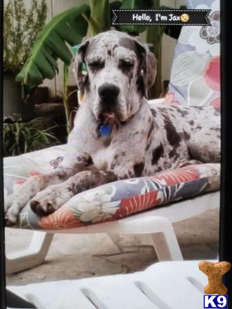 a great dane dog lying on a pillow
