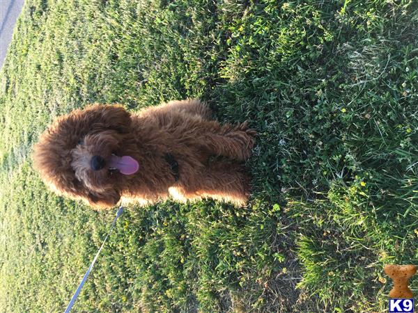 a poodle dog lying in the grass